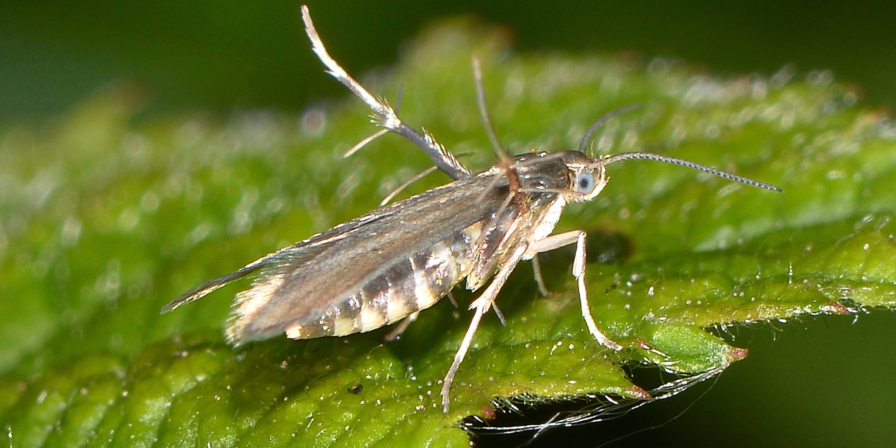 Schreckensteiniidae? S: Schreckensteinia festaliella